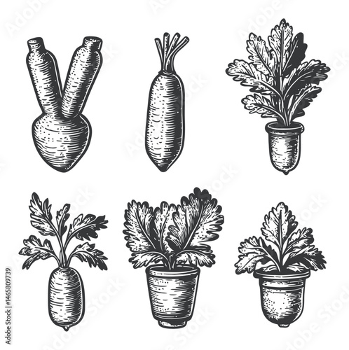 Hand-Drawn Vegetables in Pots Illustration for Organic Design Projects