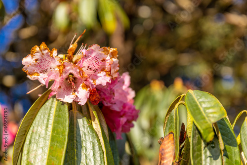 Rhododendron flowers on the huge tree in Himalayas. Spring red flowers of Rhododendron tree in blossom in Nepal on the trekking route in Himalaya mountains