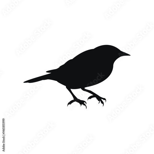 vector illustration of a crow