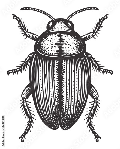 Vintage Style Vector Illustration of a Cockroach on White Background