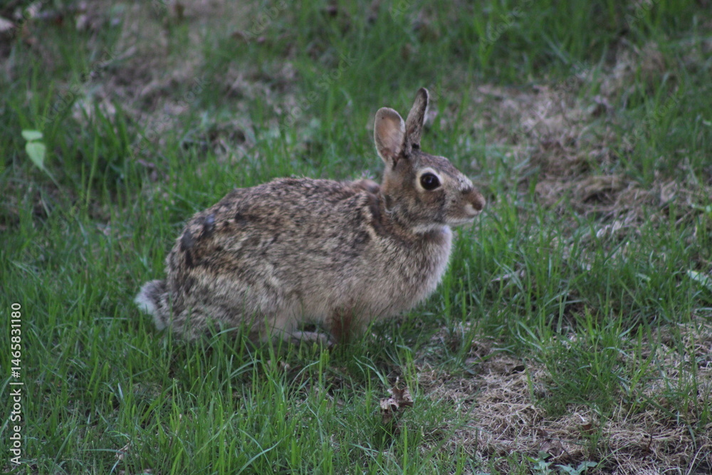Fototapeta premium rabbit in the field