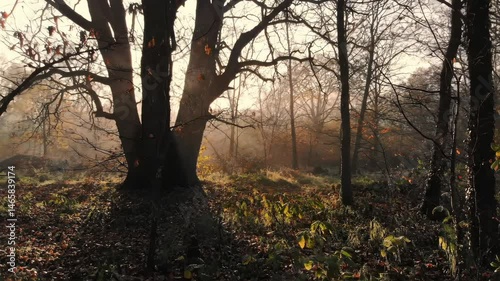 Sunlight Gleaming Through Golden Autumnal Forest with Deciduous Trees Brown Leaves Sunlight in The Distance Creating a Warm and Inviting Atmosphere