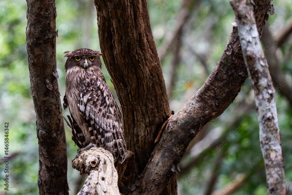 Obraz premium Brown fish owl perched on a tree branch