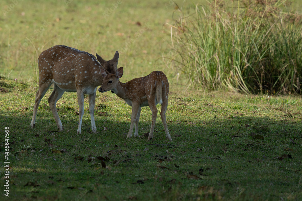 Fototapeta premium Mother and baby deer on the grass
