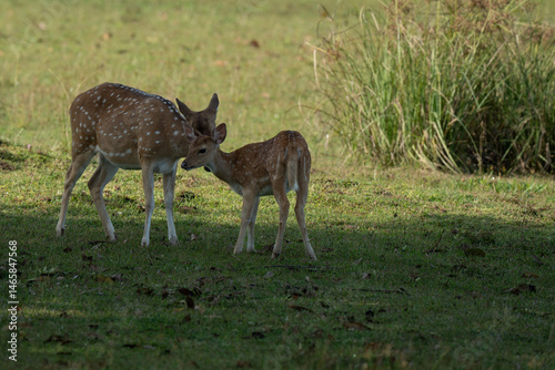 Mother and baby deer on the grass