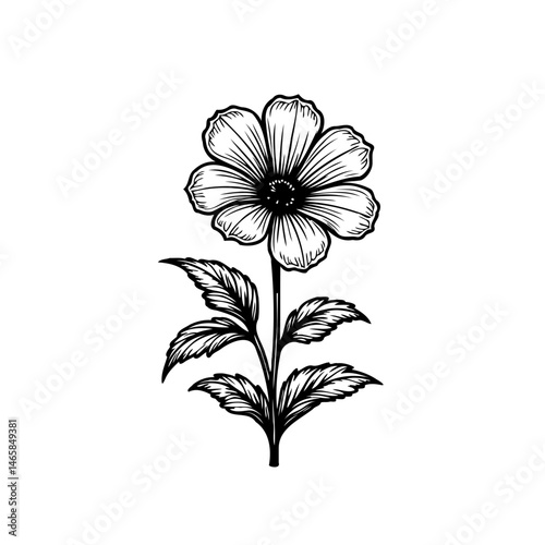 Detailed monochrome botanical illustration: a solitary flower with leaves
