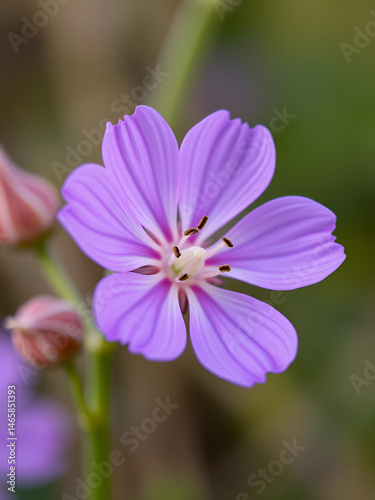 Macro photography of a wild flower Malva setigera