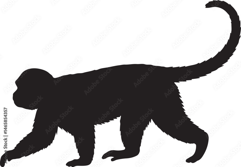 Obraz premium White-Faced Capuchin Silhouette