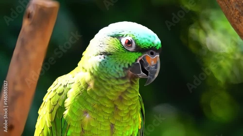Green Parrot with Detailed Plumage Perched on a Branch with Soft Bokeh Background in Daylight Natural Lighting Style Wildlife Photography