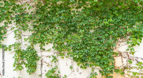 ivy leaves isolated on a white background