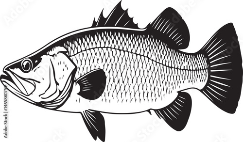 Barramundi Vector Silhouette