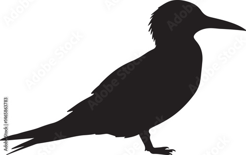 Elegant Tern Vector Silhouette