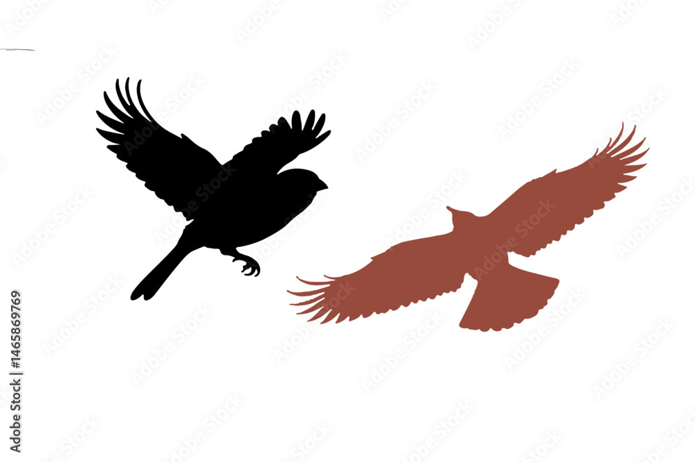 Obraz premium birds falcon and eagle silhouette