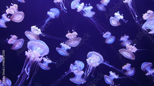 Luminous Jellyfish Floating Gracefully in Deep Blue Ocean Water with Delicate Tentacles and Bioluminescent Glow