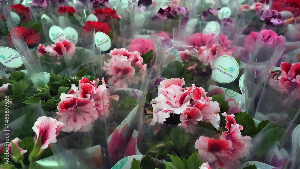 Fototapeta premium Blooming potted pelargoniums (geraniums) in a flower shop, wrapped in plastic. Close-up of vibrant pink, red, and purple flowers with green foliage, ready for sale.