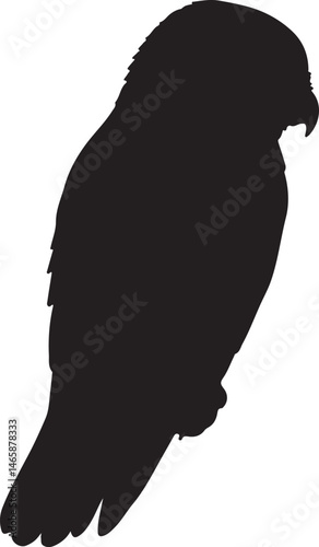 Northern Hawk Owl Vector Silhouette