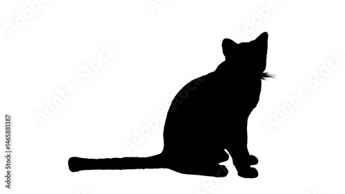 Black silhouette cat sitting on white background. Black and white for composite and presentation. Alpha matte isolated.