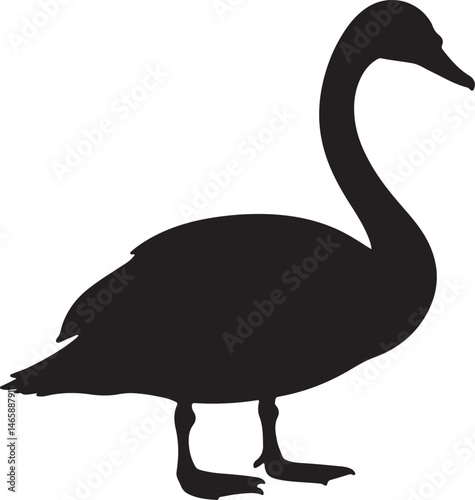 Trumpeter Swan Vector Silhouette