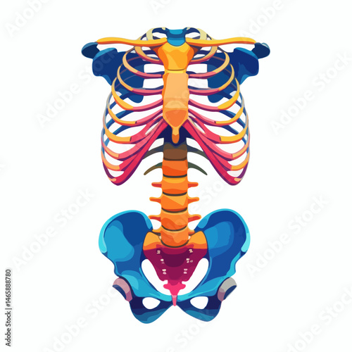 Stylized Human Rib Cage and Pelvis Anatomy. Vector Image