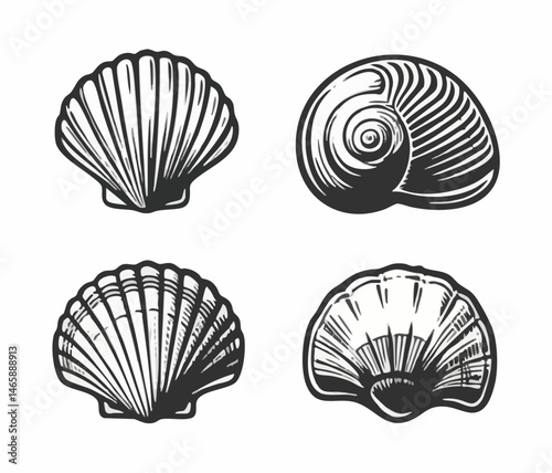 Seashell illustrations four types. Vector Image