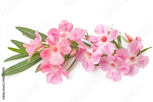 Oleander flowers with green leaves, isolated on white background
