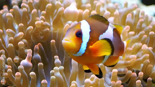 Vibrant Clownfish Swimming Amidst a Coral Reef in Clear Water with Orange and White Stripes and Anemone Tentacles