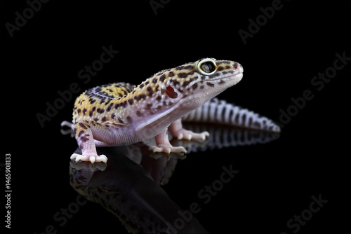 Leopard gecko lizard isolated on black, Fat-tailed gecko eublepharis macularius