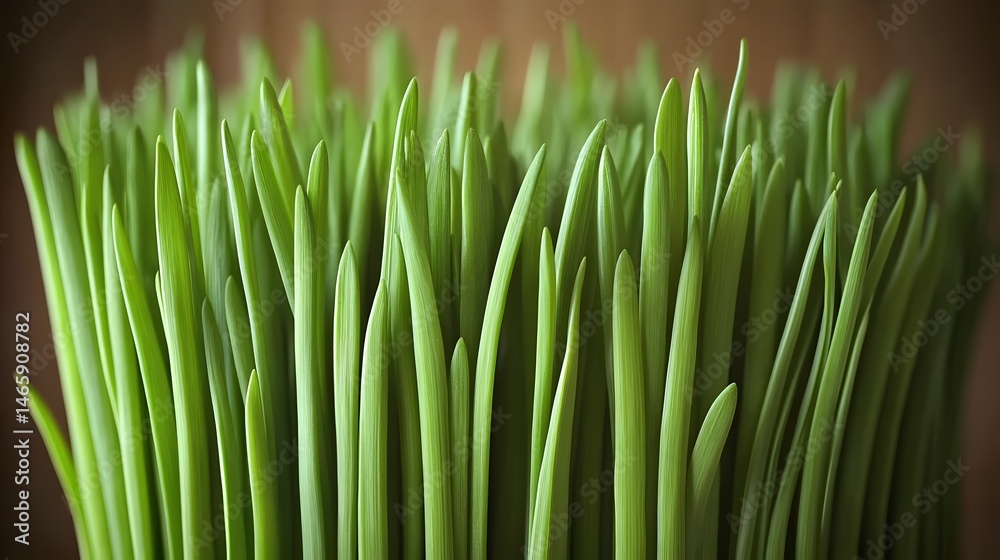 Vibrant Green Grass Blades Close Up Nature Texture Vibrant Green Grass Blades Close Up Nature Texture