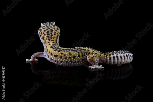 Leopard gecko lizard isolated on black, Fat-tailed gecko eublepharis macularius