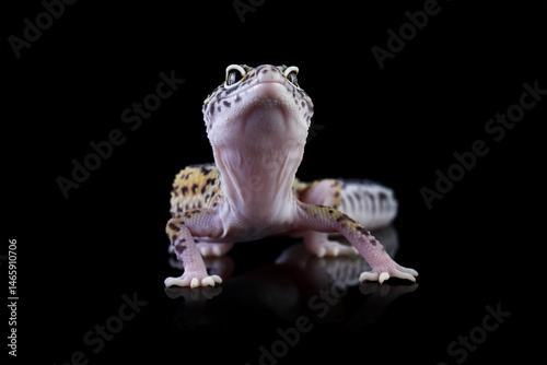 Leopard gecko lizard isolated on black, Fat-tailed gecko eublepharis macularius
