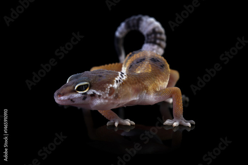 Leopard gecko lizard isolated on black, Fat-tailed gecko eublepharis macularius