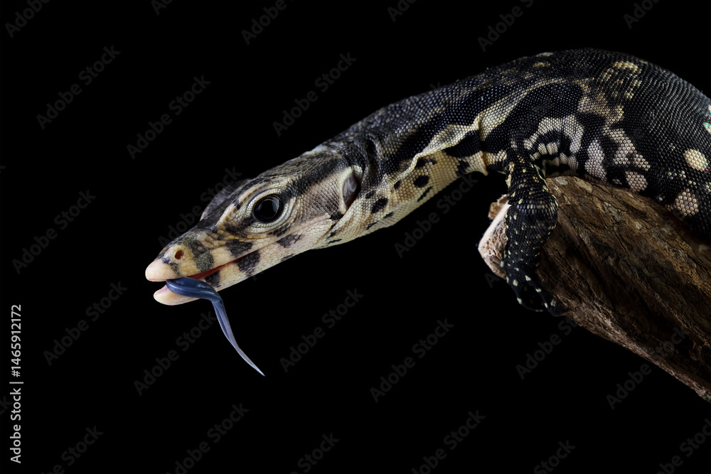 Varanus salvator isolated on black background Varanus salvator isolated on black background
