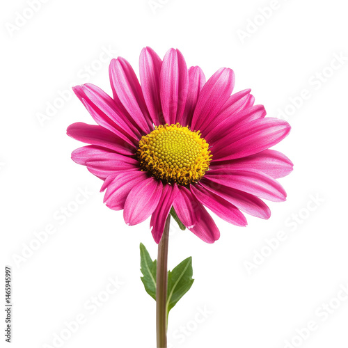 Vibrant pink flower close-up