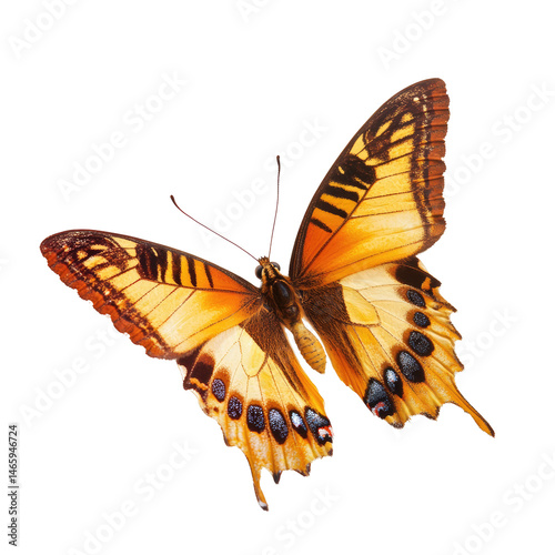 Beautiful Butterfly in Flight