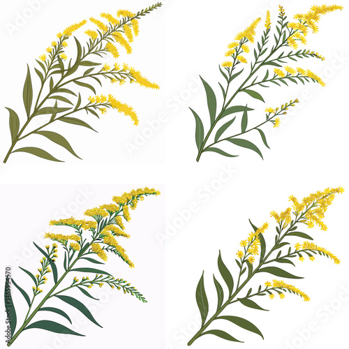 A goldenrod icon with a long stalk covered in small yellow flowers.