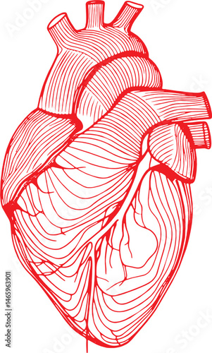 heart drawing - human heart vector illustration - sacred heart vector with red stroke