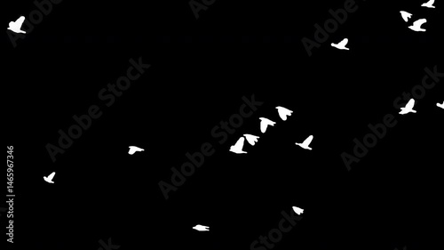 Flock of white birds flying on black background. Black and white for composite and presentation. Alpha matte isolated.
