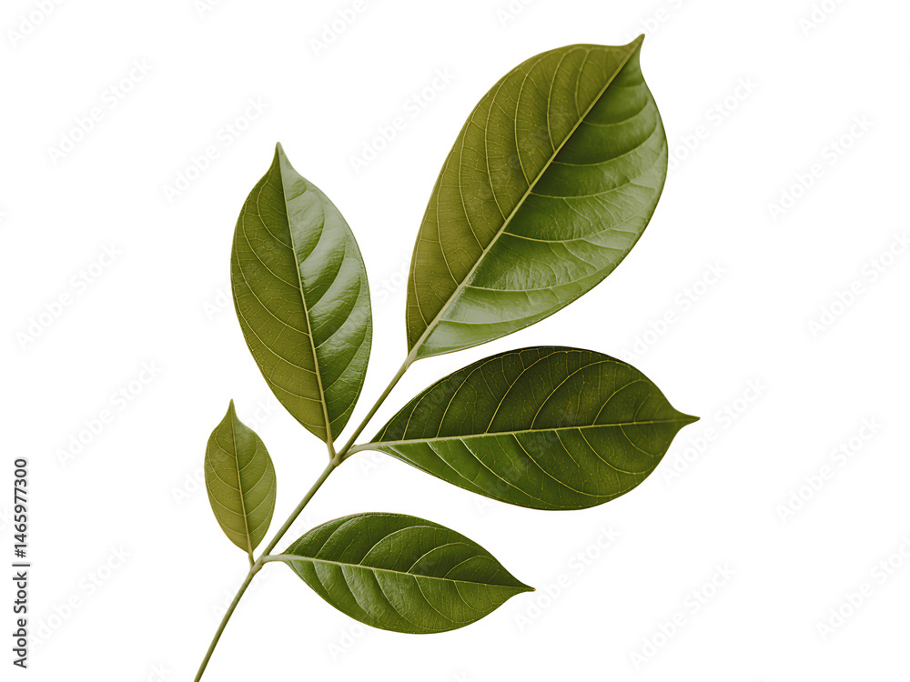 Fototapeta premium Close up of fresh green jackfruit leaves on stem with light background showing leaf details