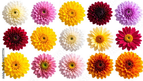 Colorful Collection of Gerbera Daisies in Various Shades and Textures