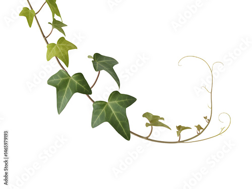 A lush sprig of green ivy with detailed veins on a black and white background