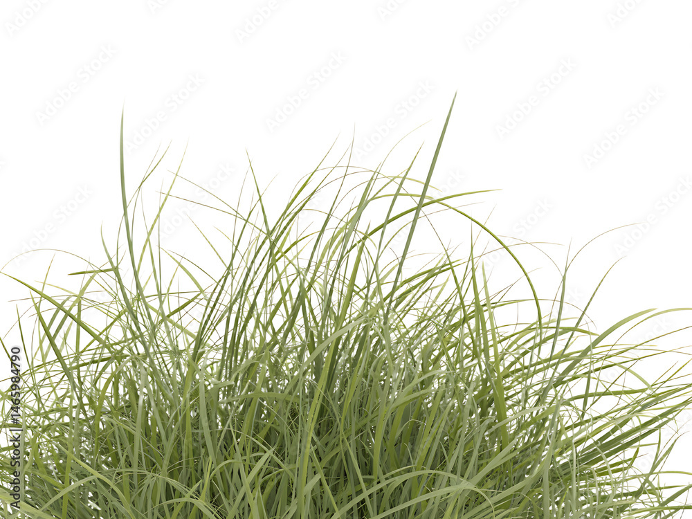 Fototapeta premium Lush green grass blades growing against a clean white backdrop perfect for natural design elements