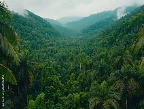 Lush Tropical Rainforest Valley Aerial View of Verdant Palms and Mountains