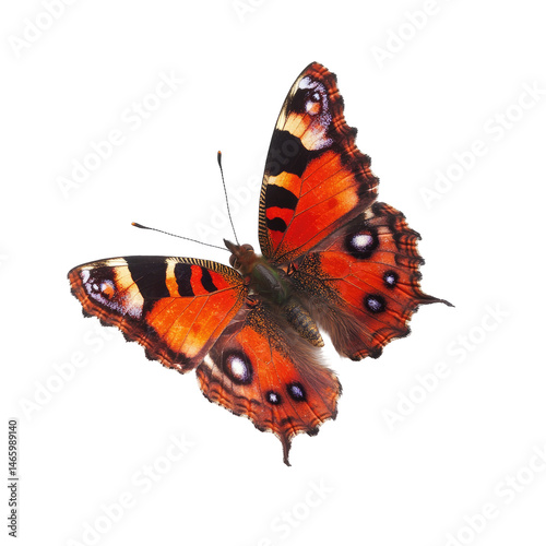 A vibrant butterfly in flight photo