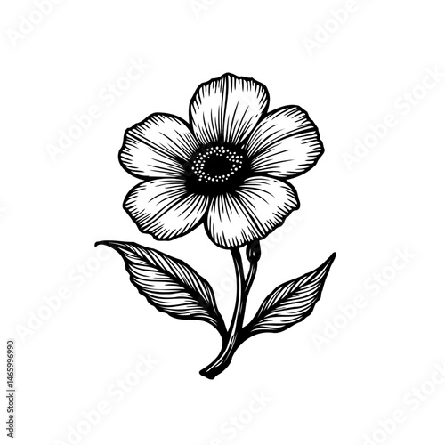 Botanical ink drawing of a flowering plant with petals and delicate leaves