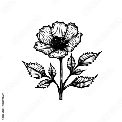 Detailed monochromatic illustration of a blossoming flower with textured petals