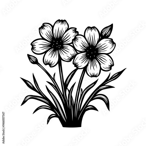 Botanical illustration of delicate blossoms with detailed petals and stems