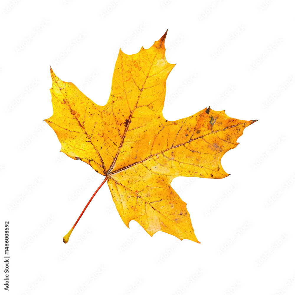 Obraz premium Autumn leaf, vibrant gold hue