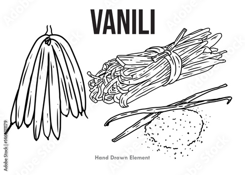 hand drawn vector illustration of a Vanilla