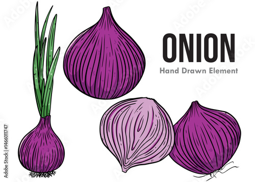 red onion vector with black outline