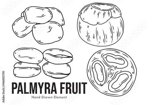 hand drawn Palmyra fruit